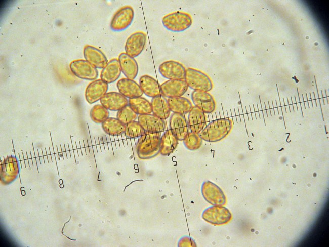 Cortinarius cf. purpurascens